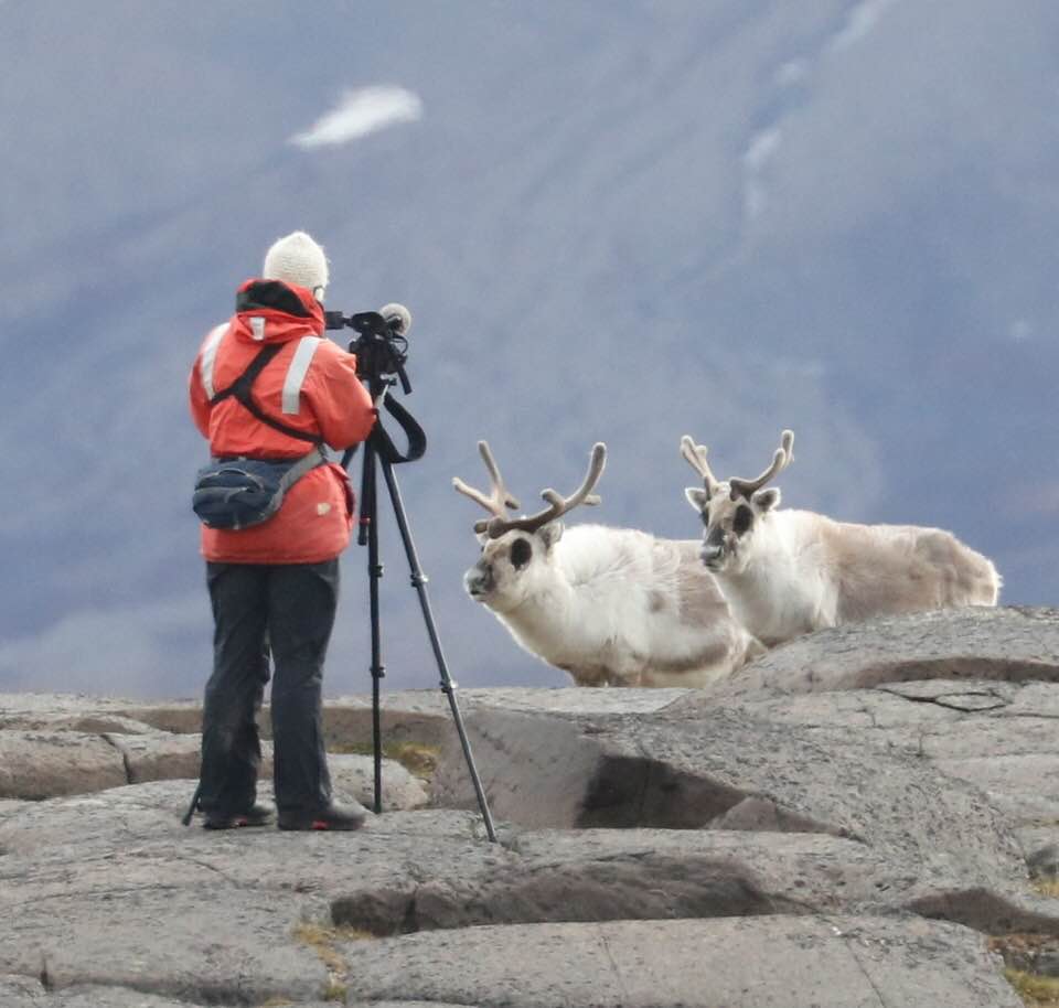 Reindeer_Arctic Lindblad Expedition